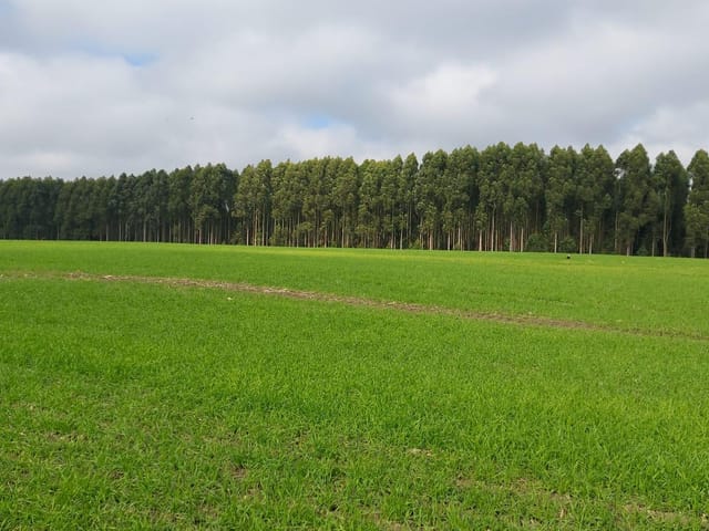 Foto do Fazenda - Porto Amazonas, Fazenda 90 Alqueires, 217 Hectares, Plantando 70 Alqueires, à venda, Zona Rural, PR | Imobiliária GreenVille