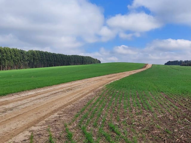 Foto do Fazenda - Porto Amazonas, Fazenda 90 Alqueires, 217 Hectares, Plantando 70 Alqueires, à venda, Zona Rural, PR | Imobiliária GreenVille