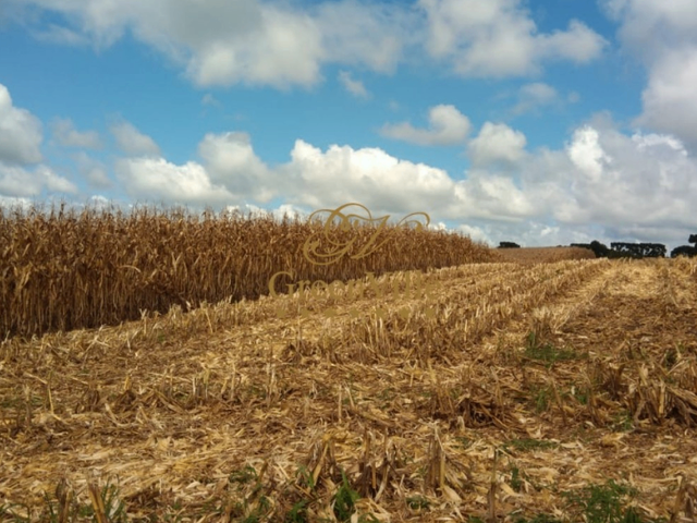 Foto do Fazenda - São Mateus do Sul, Fazenda 400 Alqueires ou 968há, Plana, Sede Completa, à venda, PR | Imobiliária GreenVille