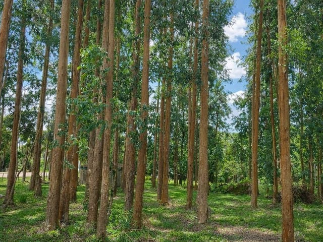 Foto do Fazenda - Lapa/ Balsa Nova, 54 Alqueires ou 131 há , Floresta de Pinos e Eucalipto Pronta Pra Corte, à venda, Zona Rural, PR | Imobiliária GreenVille