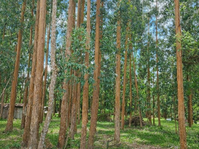 Foto do Fazenda - Lapa/ Balsa Nova, 54 Alqueires ou 131 há , Floresta de Pinos e Eucalipto Pronta Pra Corte, à venda, Zona Rural, PR | Imobiliária GreenVille