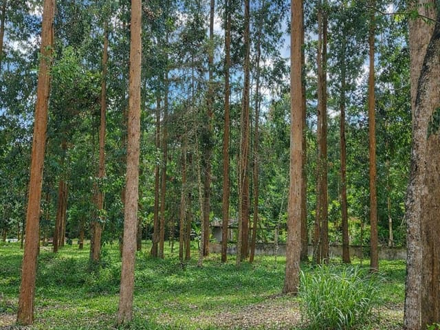 Foto do Fazenda - Lapa/ Balsa Nova, 54 Alqueires ou 131 há , Floresta de Pinos e Eucalipto Pronta Pra Corte, à venda, Zona Rural, PR | Imobiliária GreenVille