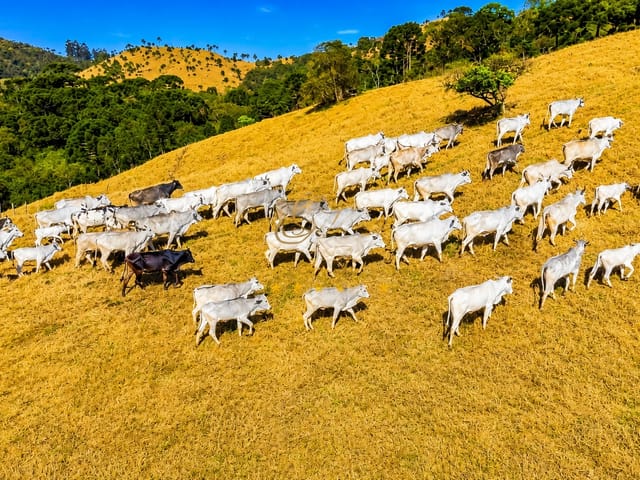 Fazenda com 2134811m² 3 quartos e 2 banheiros, à venda, no bairro Itambezinho em Campo Largo