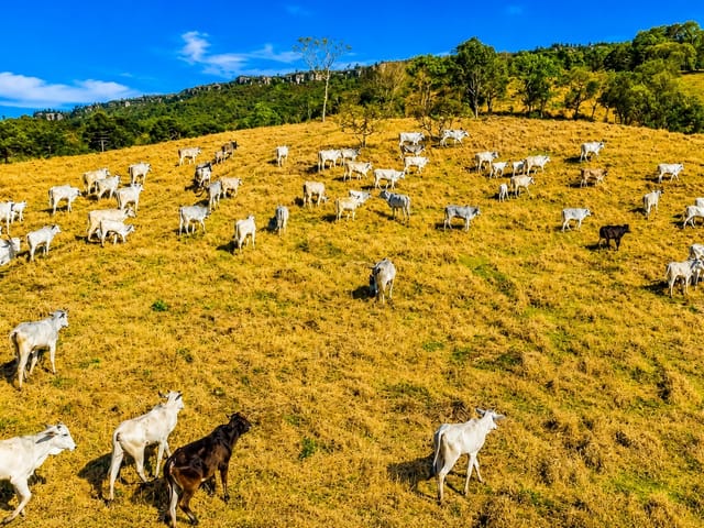 Fazenda com 2134811m² 3 quartos e 2 banheiros, à venda, no bairro Itambezinho em Campo Largo