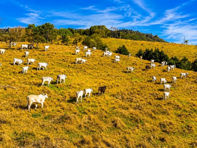 Fazenda com 2134811m² 3 quartos e 2 banheiros, à venda, no bairro Itambezinho em Campo Largo