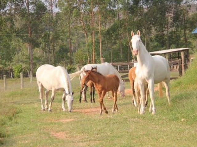 Foto do Haras - Haras rural à venda, Dos Cocais, Sarapuí. | Ary Proenca Negócios Imobiliários Ltda