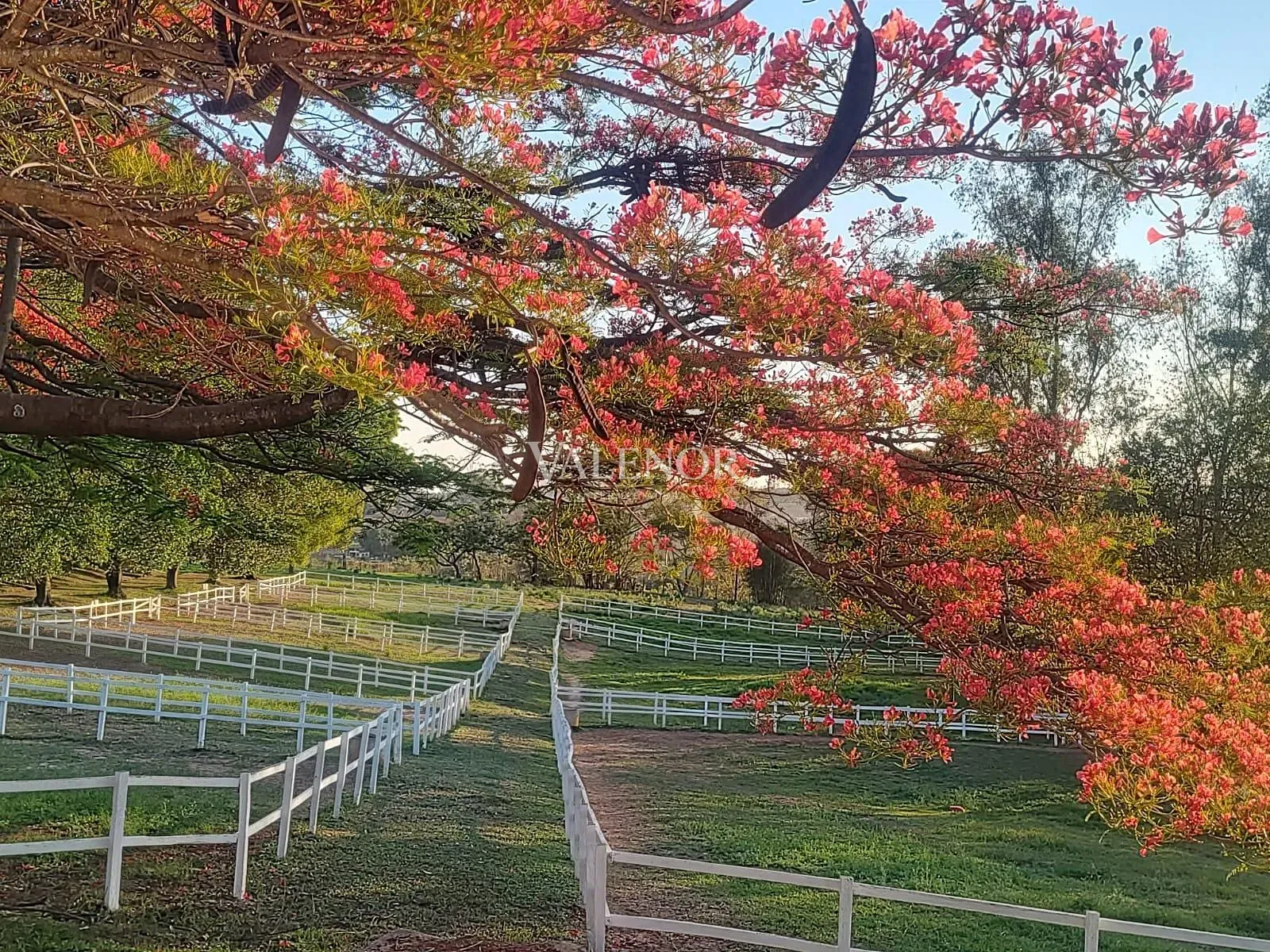 Fazenda, 4 hectares - Foto 8