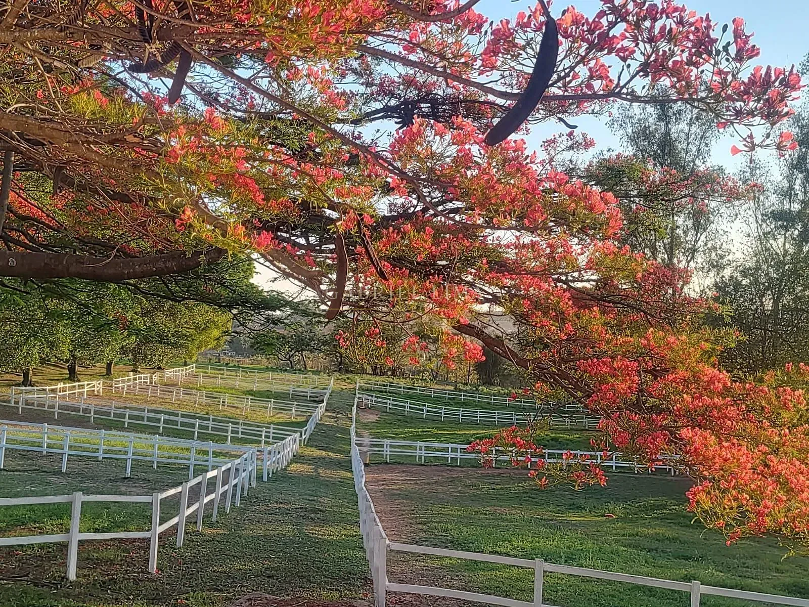 Fazenda, 4 hectares - Foto 8