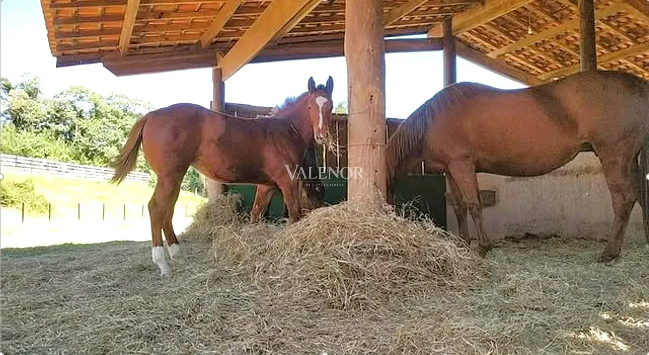 Fazenda, 22 hectares - Foto 11