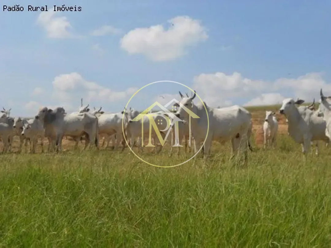 Fazenda, 92 hectares - Foto 30