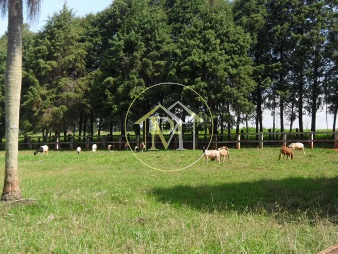 Fazenda, 92 hectares - Foto 14
