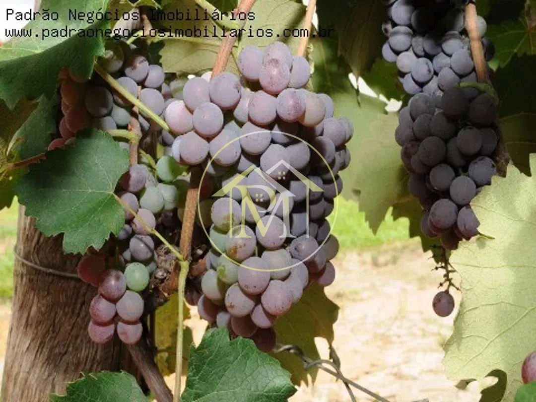 Fazenda, 7 hectares - Foto 16