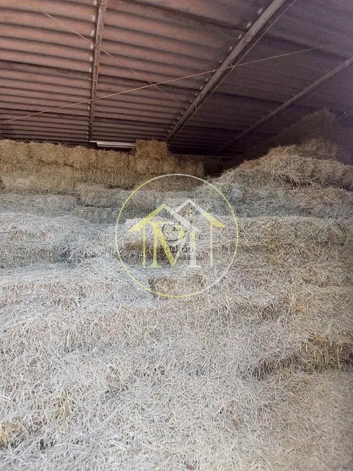 Fazenda, 17 hectares - Foto 12