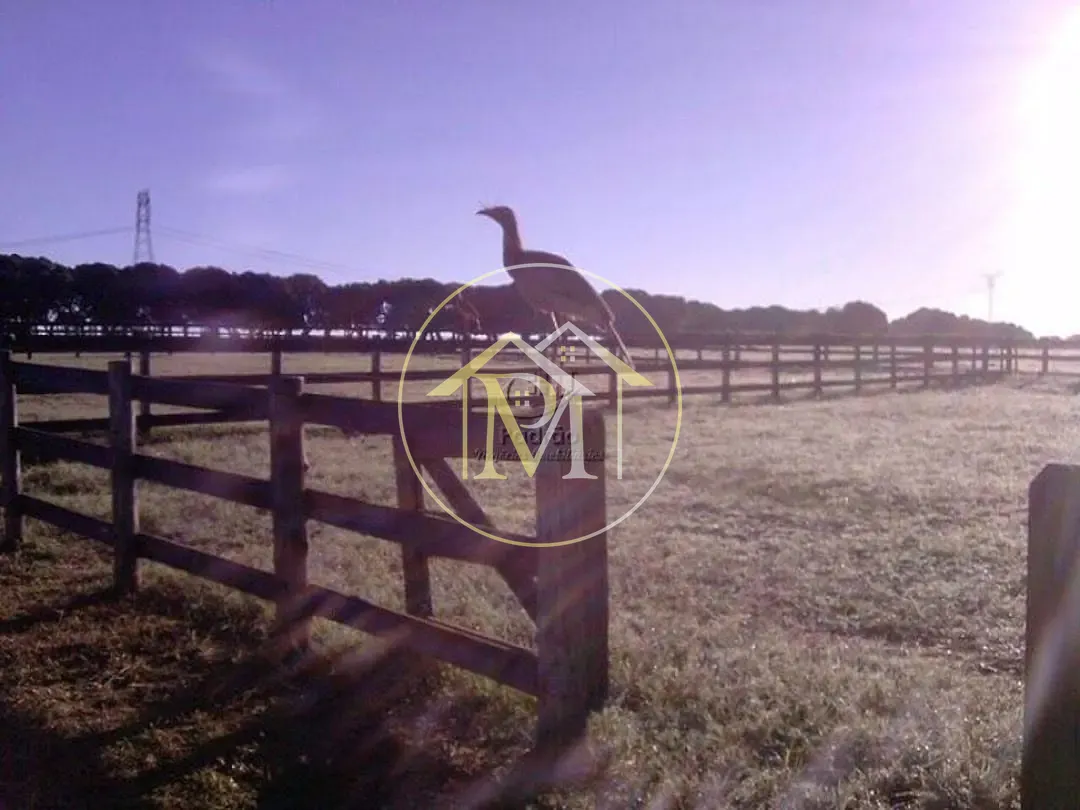 Fazenda, 111 hectares - Foto 18