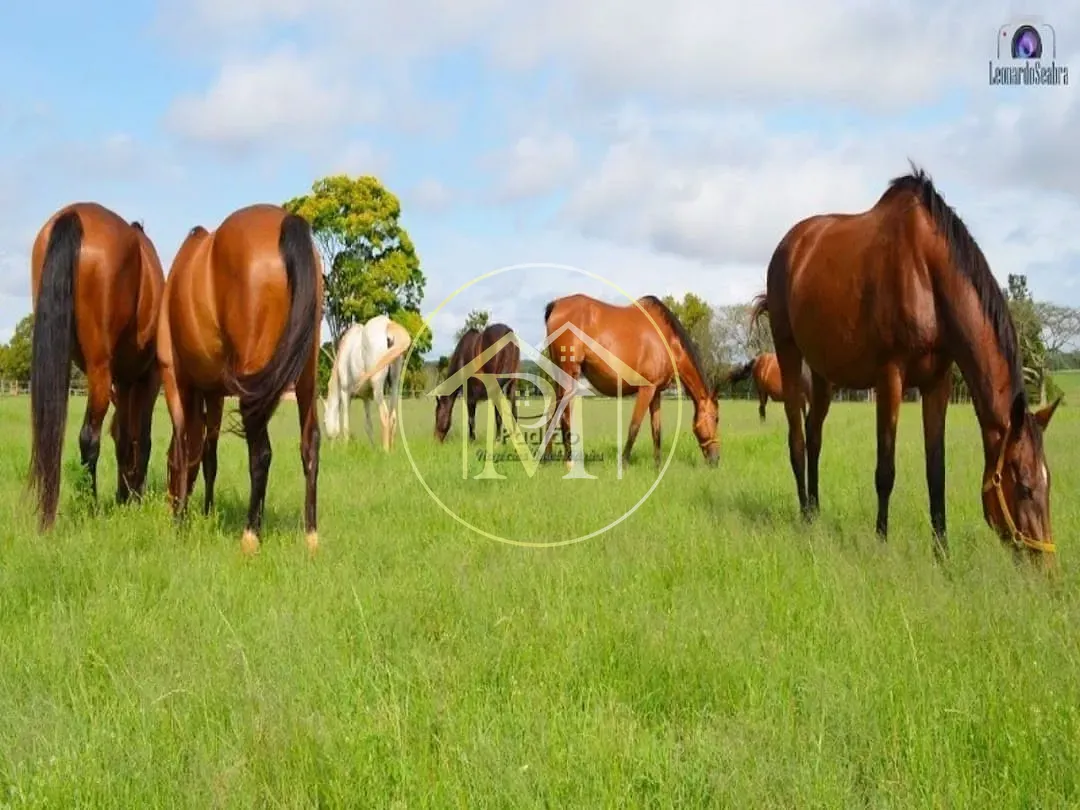 Fazenda, 111 hectares - Foto 17