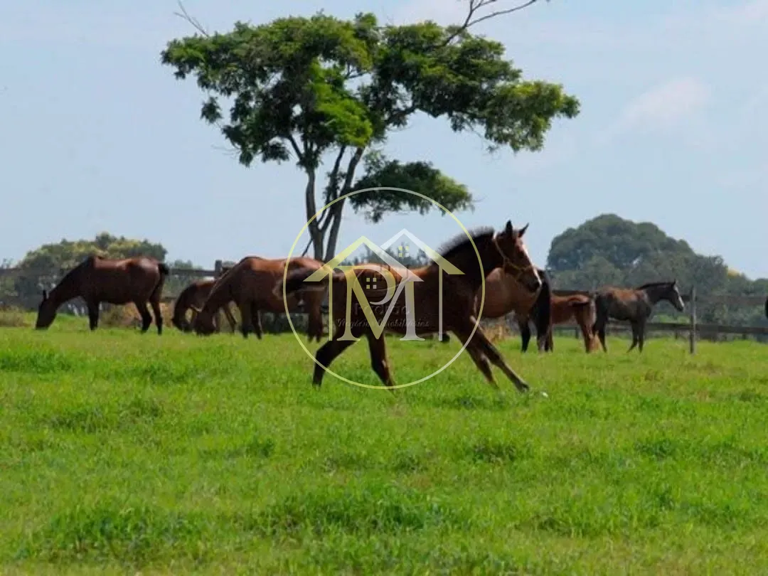 Fazenda, 111 hectares - Foto 10