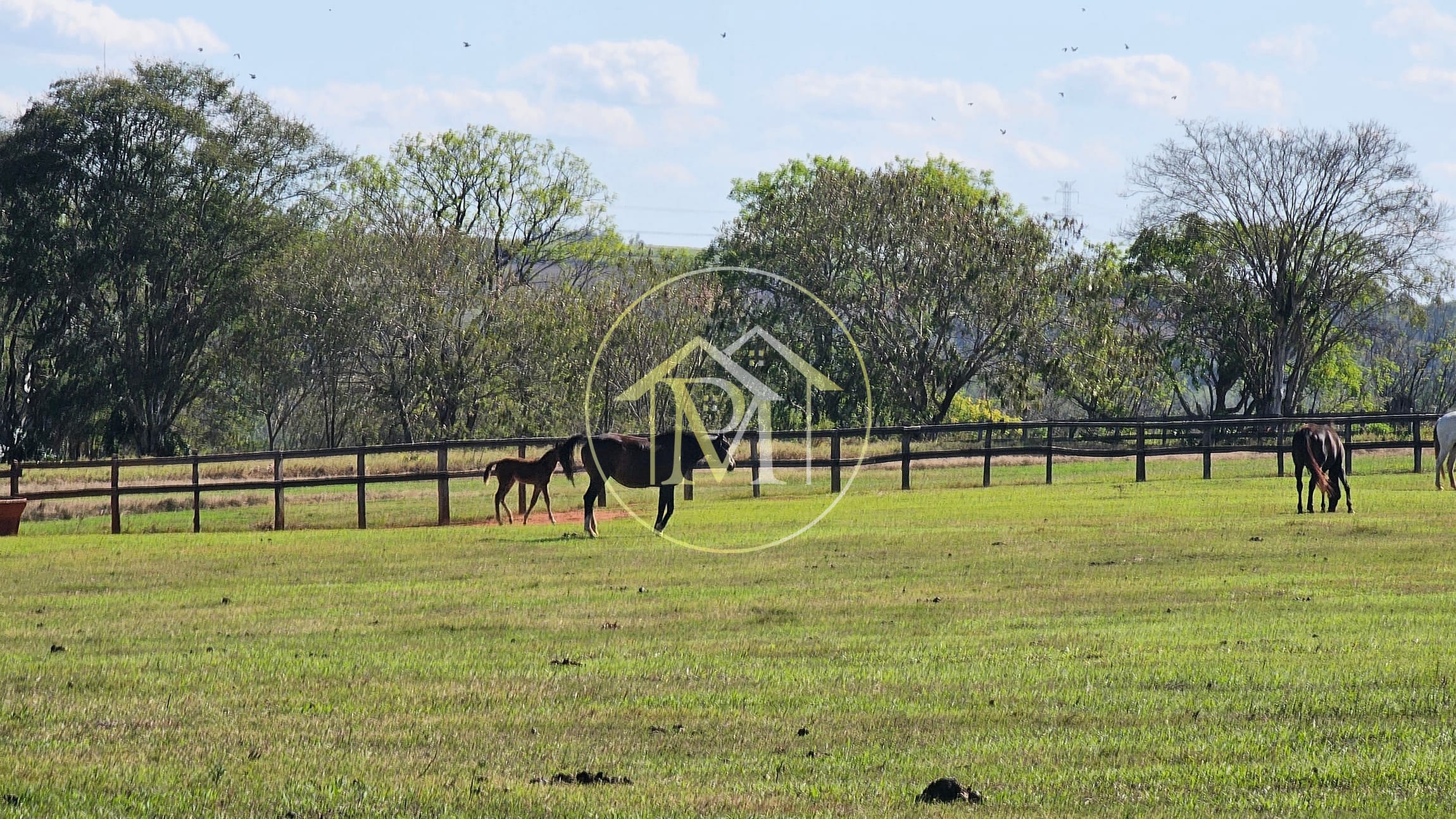 Fazenda, 77 hectares - Foto 19