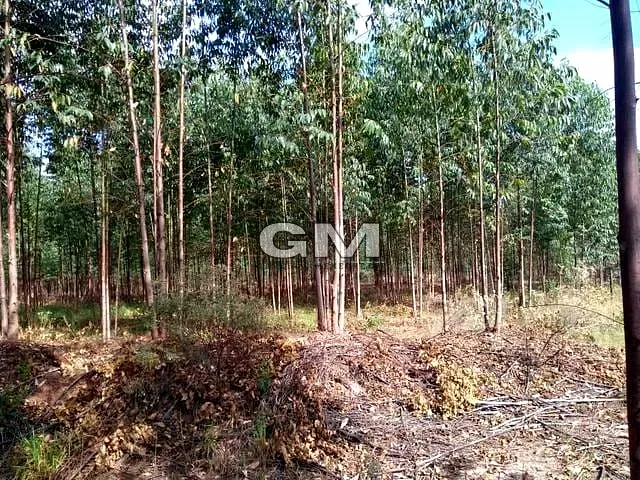 Sítio 1 quarto e 1 banheiro, à venda, no bairro Zona Rural em Cajuru