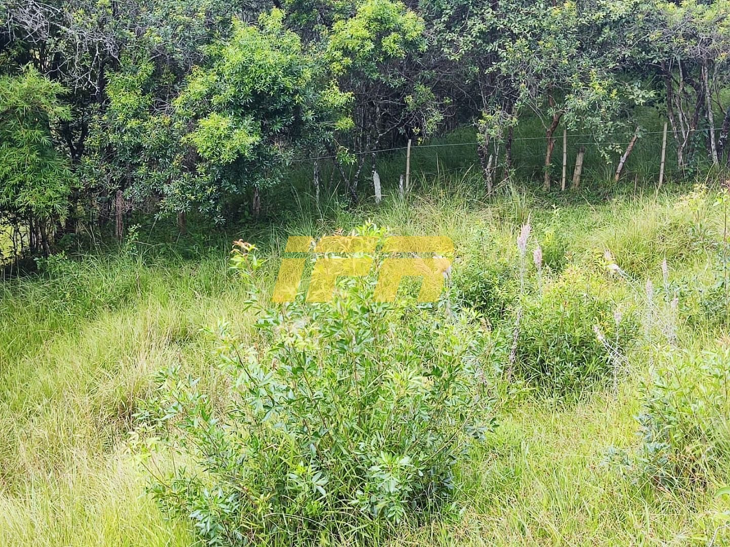 Fazenda, 46 hectares - Foto 32