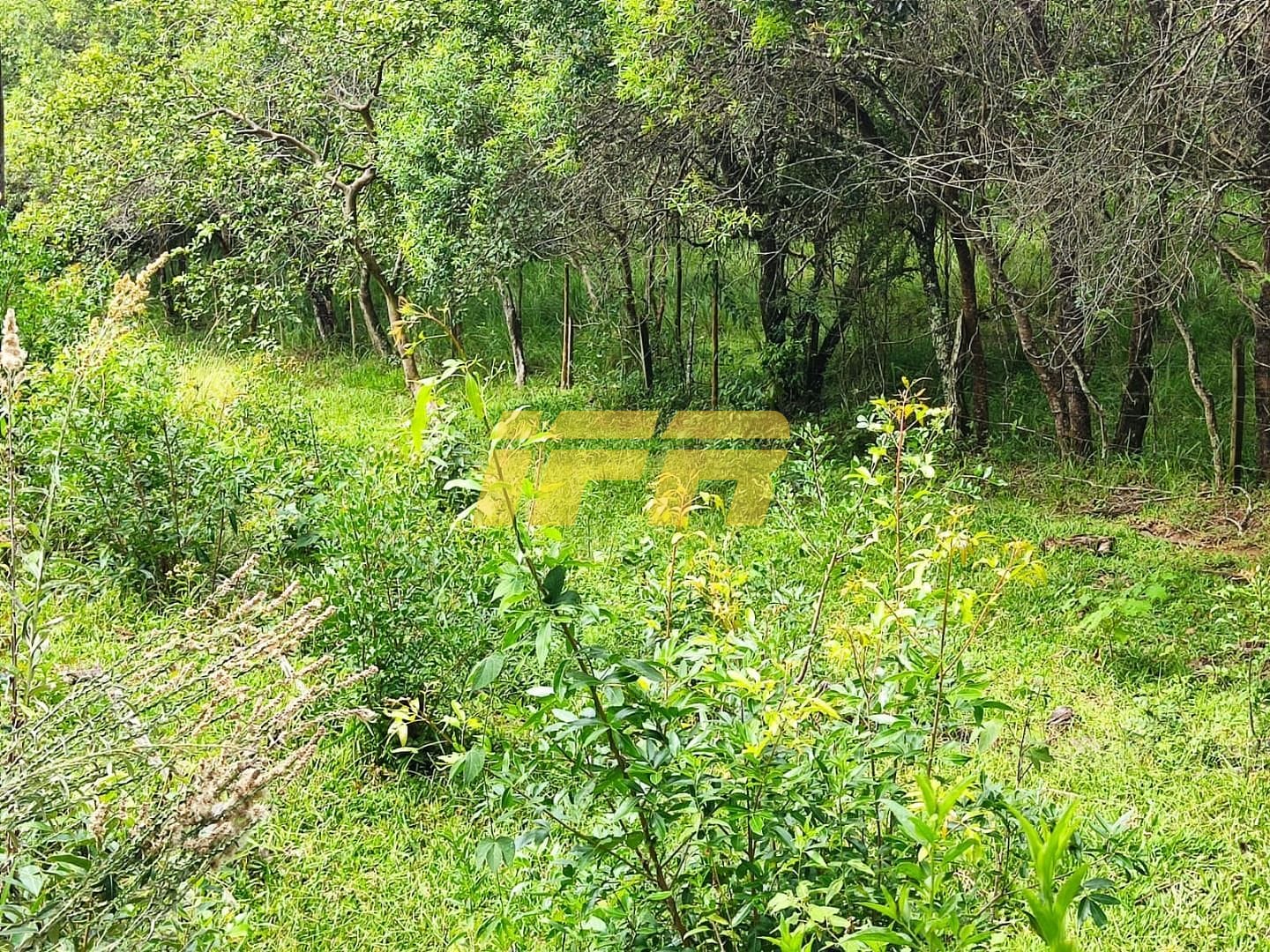 Fazenda, 46 hectares - Foto 28