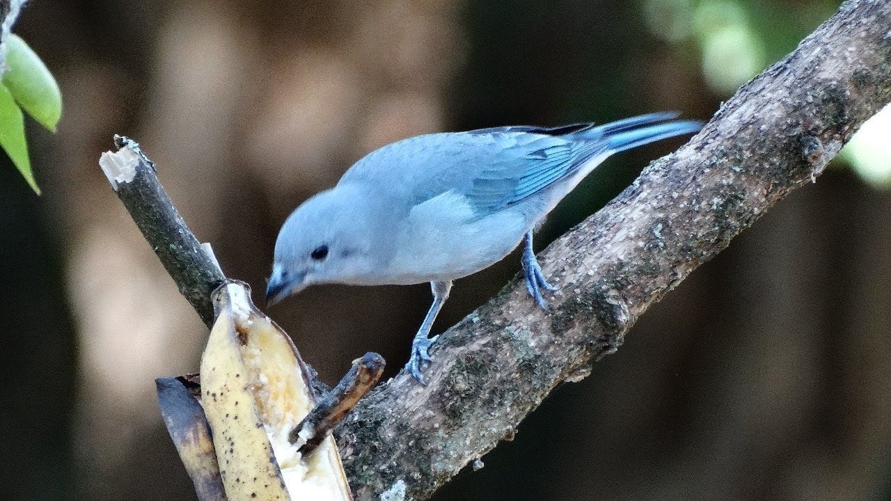 Sítio, 3 quartos, 7537 m² - Foto 20