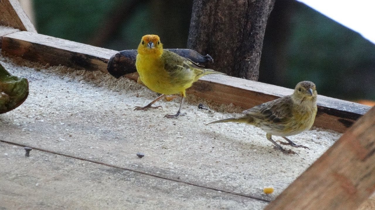 Sítio, 3 quartos, 7537 m² - Foto 23