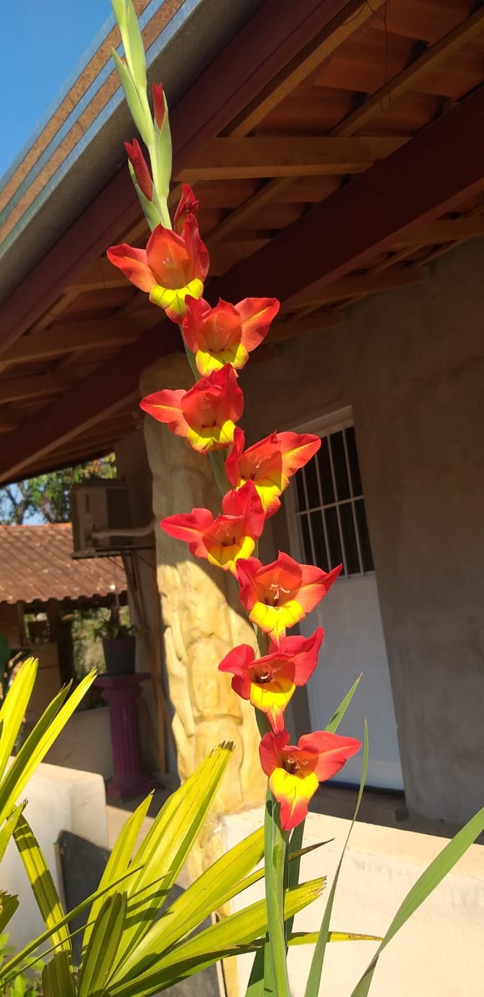 Sítio, 3 quartos, 7537 m² - Foto 26