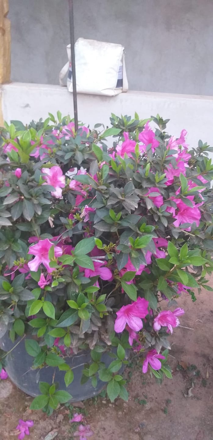 Sítio, 3 quartos, 7537 m² - Foto 27