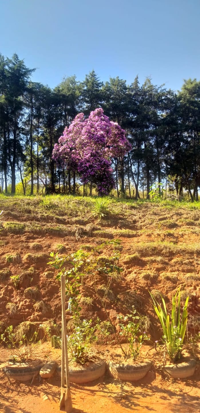 Sítio, 3 quartos, 7537 m² - Foto 30