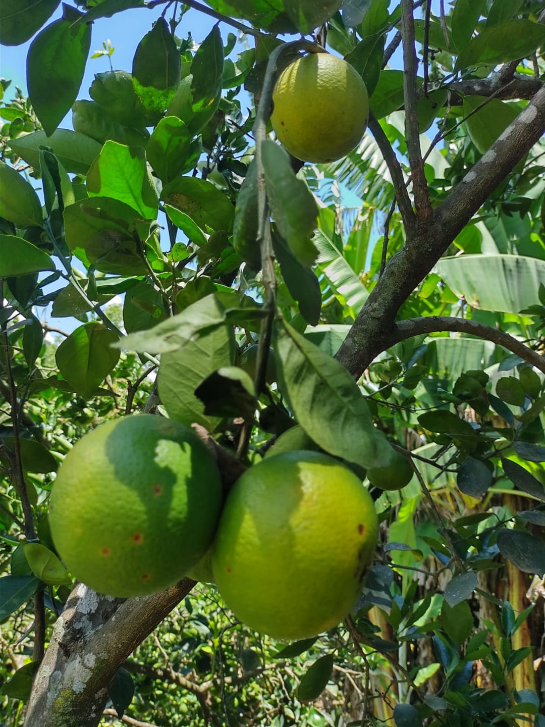 Sítio, 3 quartos, 7537 m² - Foto 31