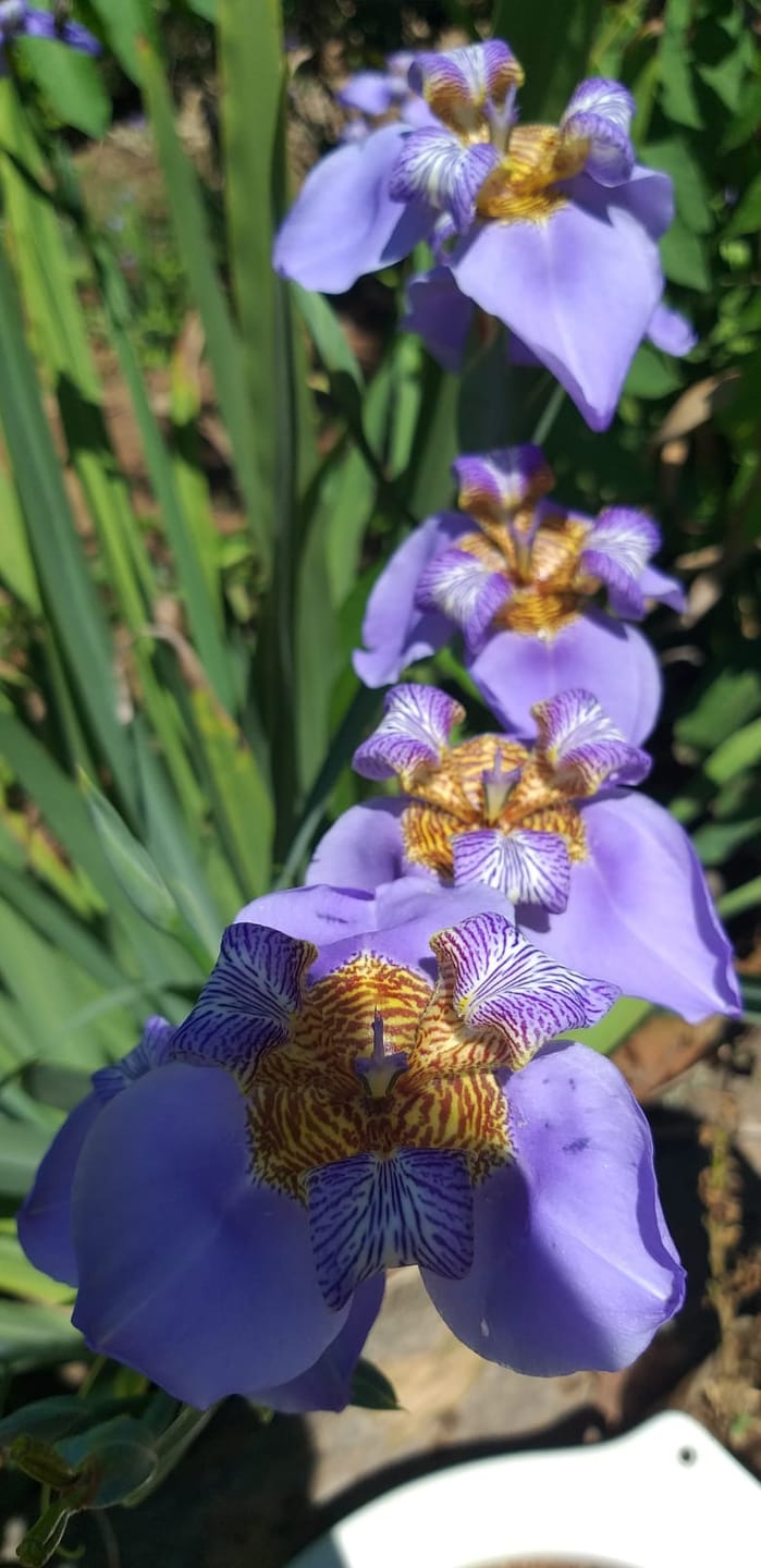 Sítio, 3 quartos, 7537 m² - Foto 32