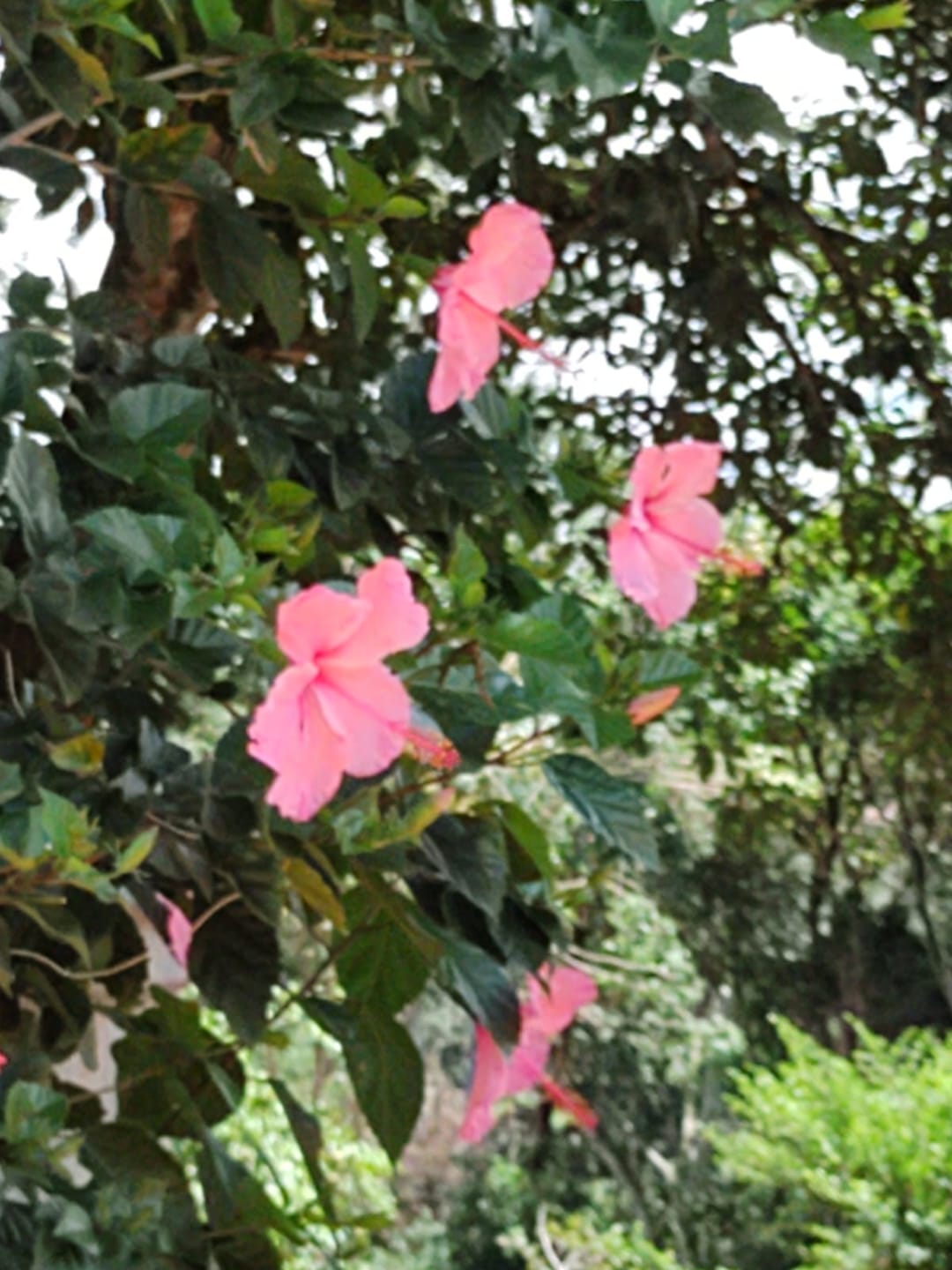 Sítio, 3 quartos, 7537 m² - Foto 33