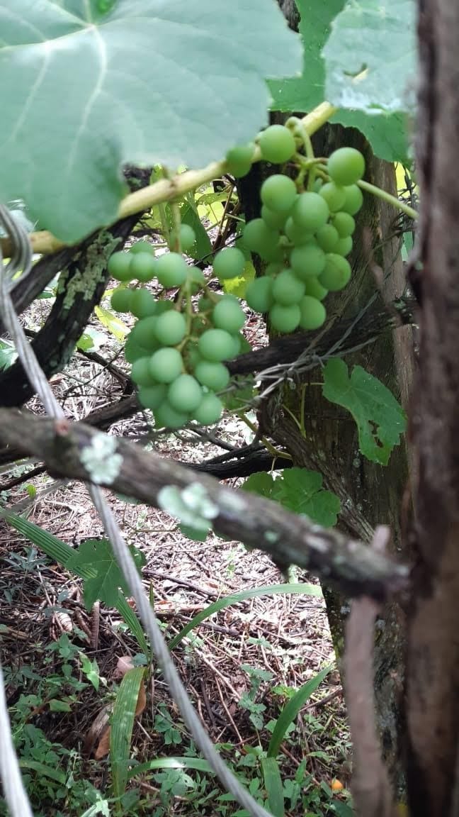 Sítio, 3 quartos, 7537 m² - Foto 34