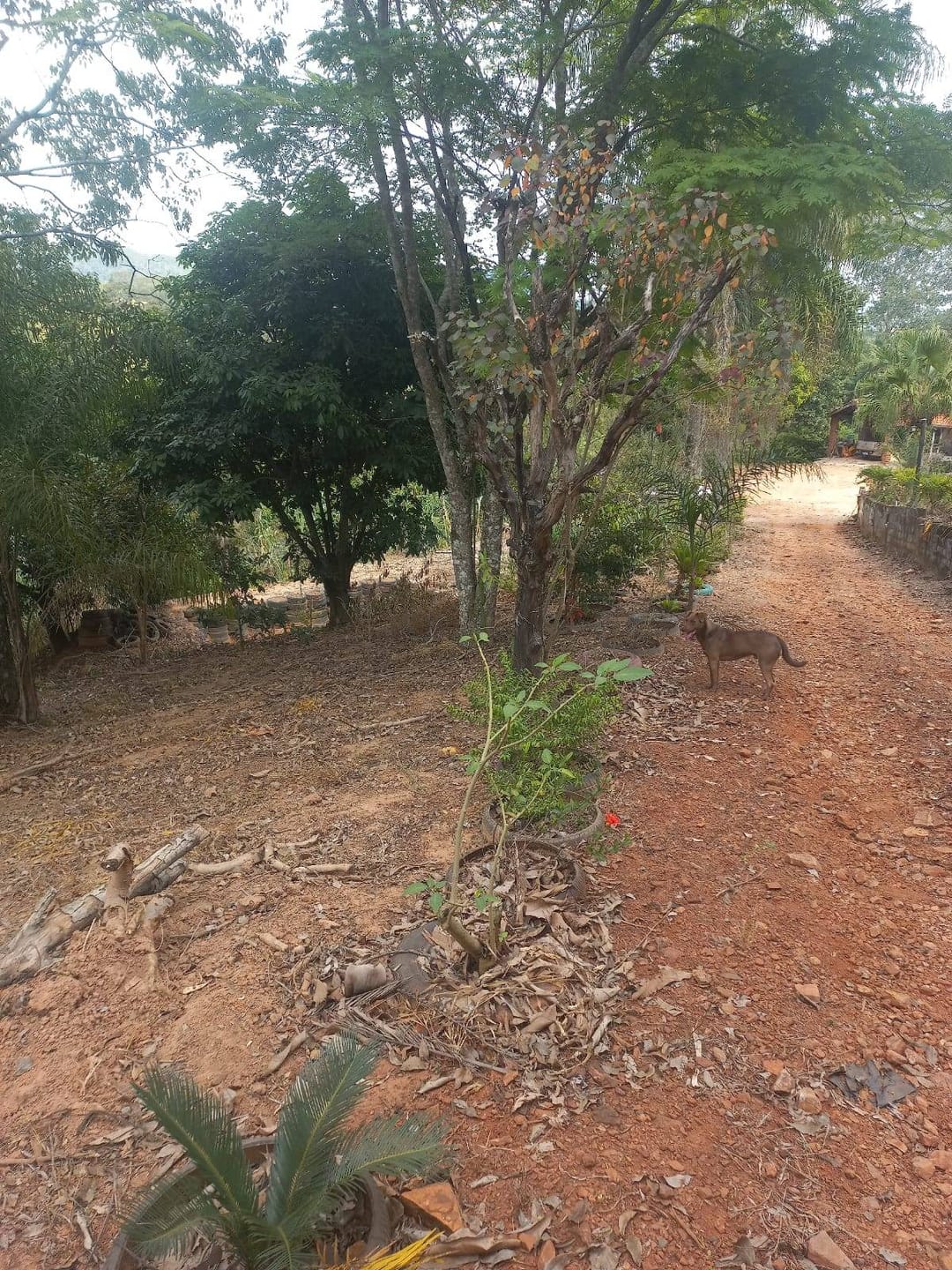 Sítio, 3 quartos, 7537 m² - Foto 59