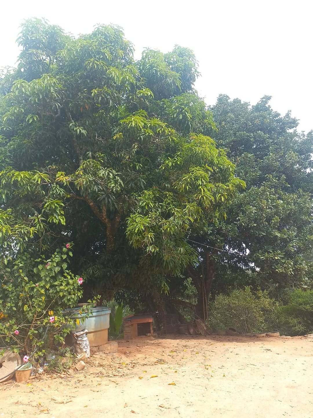 Sítio, 3 quartos, 7537 m² - Foto 62