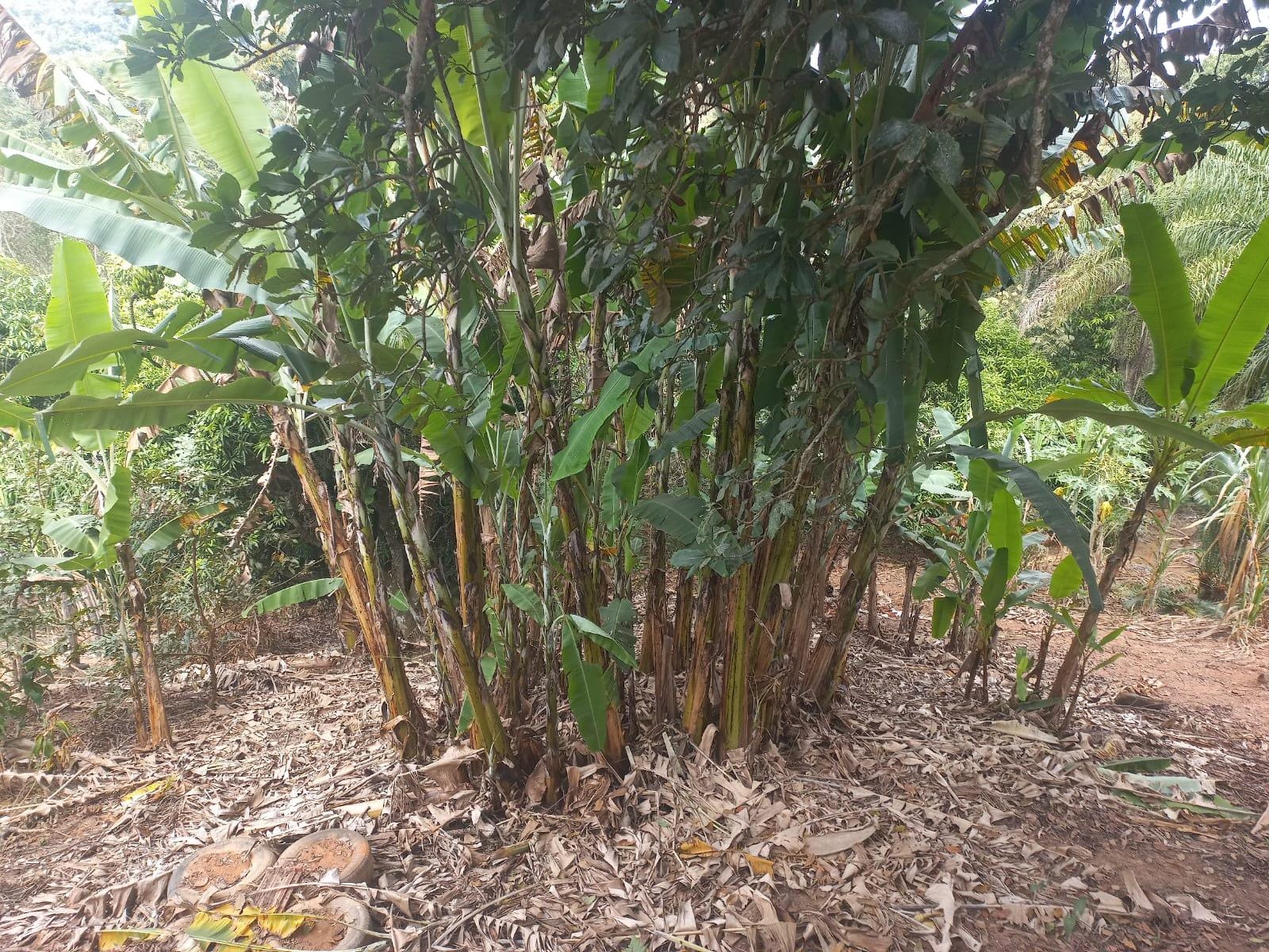 Sítio, 3 quartos, 7537 m² - Foto 38