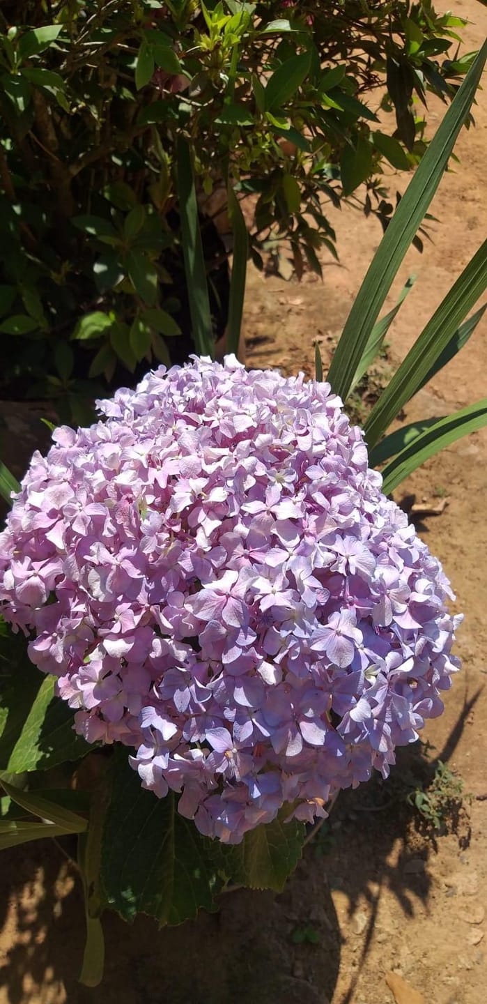 Sítio, 3 quartos, 7537 m² - Foto 46