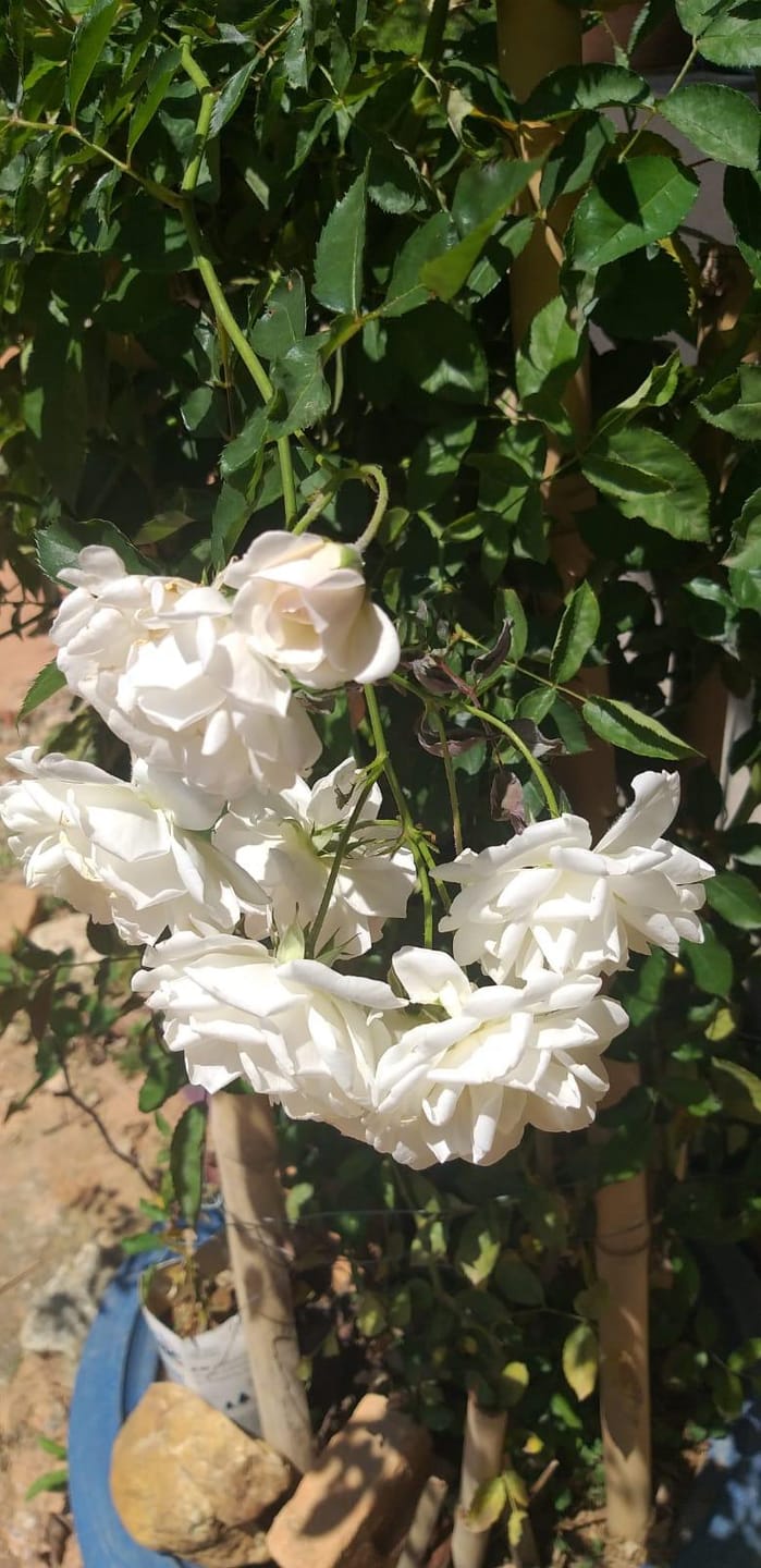 Sítio, 3 quartos, 7537 m² - Foto 47