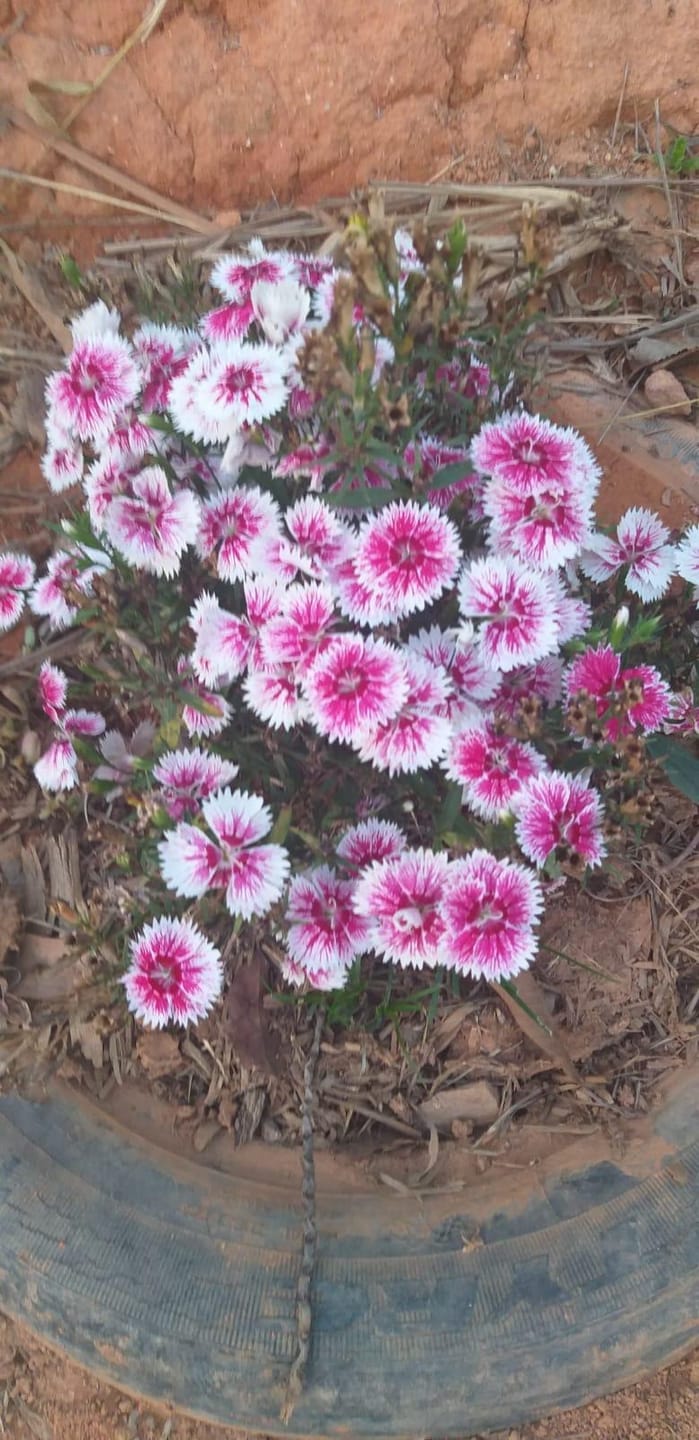 Sítio, 3 quartos, 7537 m² - Foto 48