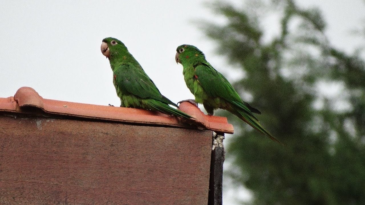 Sítio, 3 quartos, 7537 m² - Foto 50