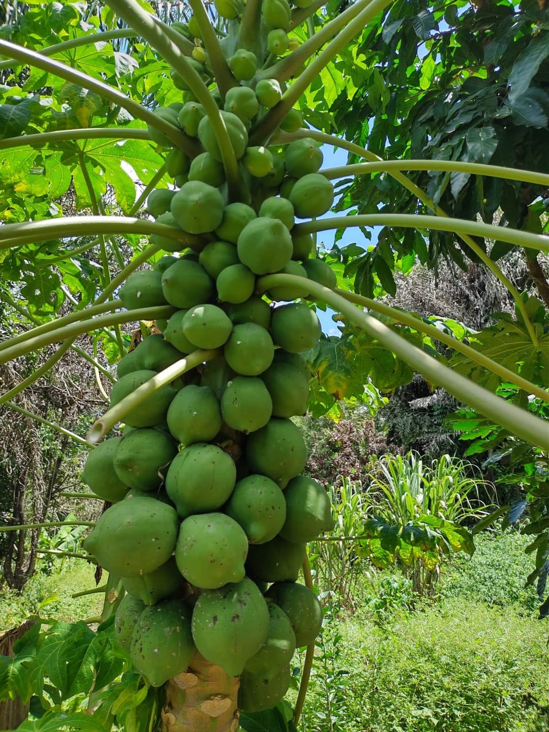 Sítio, 3 quartos, 7537 m² - Foto 51