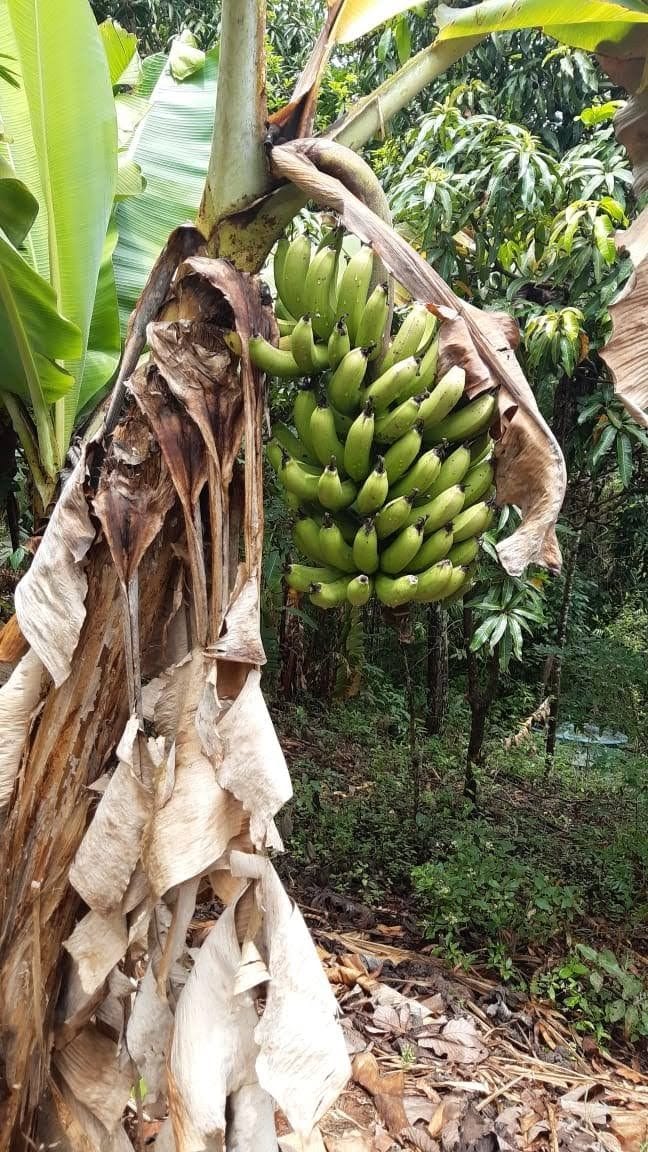 Sítio, 3 quartos, 7537 m² - Foto 52