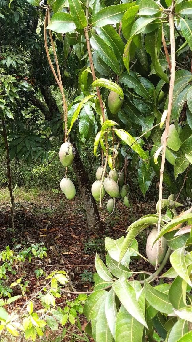 Sítio, 3 quartos, 7537 m² - Foto 54