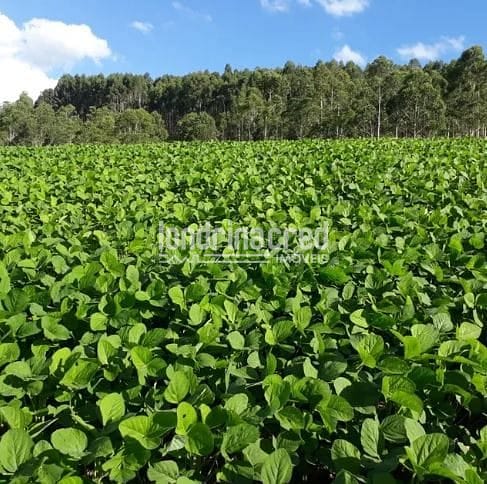 Fazenda, 15 hectares - Foto 2
