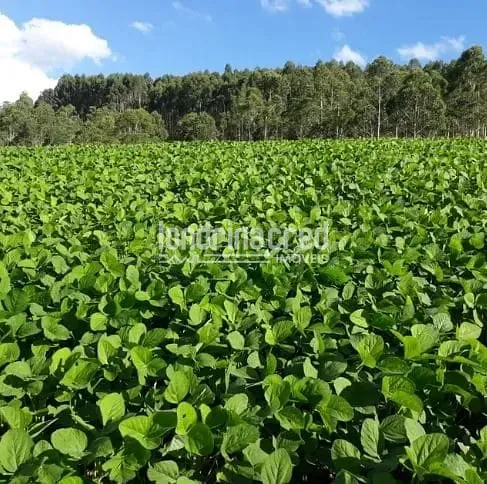 Fazenda, 15 hectares - Foto 2