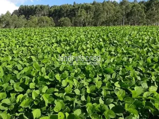 Sítio com 145200m², à venda, no bairro RURAL em Arapoti