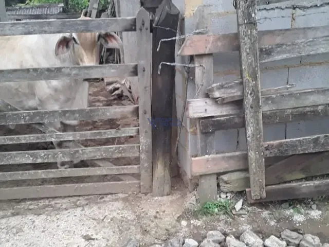 Sítio com 264000m² 1 quarto e 1 banheiro, à venda ou para alugar, no bairro Pinheirinho em Redenção da Serra