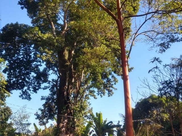 Sítio com 1m², à venda, no bairro Simão Pereira em Simão Pereira