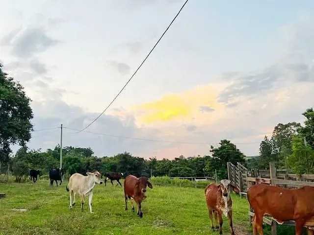 Sítio com 217800m² 3 quartos e 2 banheiros, à venda, no bairro Jardim Rio Claro em Rio Claro