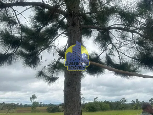 Sítio com 24000m², à venda, no bairro Bairro Carmo Messias em Ibiúna